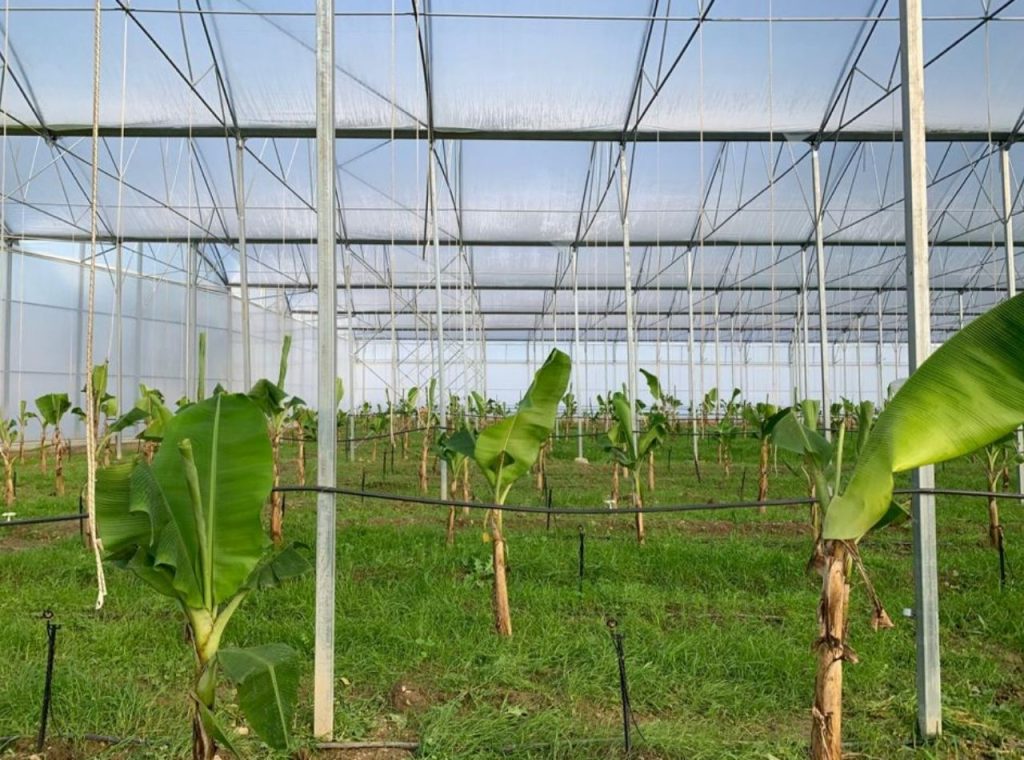 Oto Kurtarma Görseli